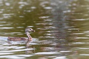 Young great crested grebe photo
