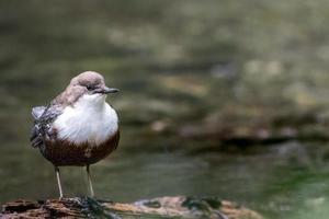 Brown and white bird on water photo