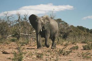 Gray elephant in the wild photo