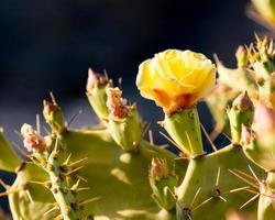 Yellow cactus flower photo