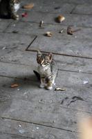 Brown tabby kitten photo