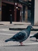 Rock dove on the street photo