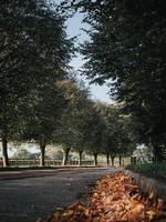 Fallen leaves on a path photo