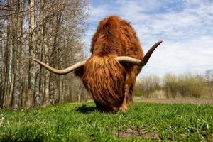 Brown yak on green grass photo