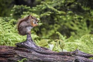 Squirrel on a log photo