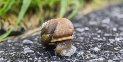 caracol en el pavimento foto