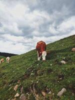 vacas marrones y blancas en campo verde foto