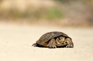 Turtle on dirt ground photo