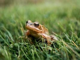 Frog in grass photo