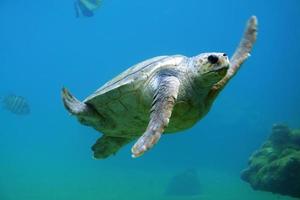 Sea turtle under water photo