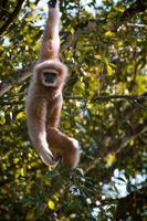 mono colgando de un árbol foto