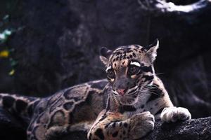 Close-up of a jaguar photo