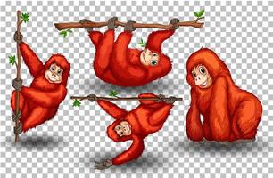 Set of orangutan on transparent background vector