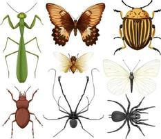 colección de diferentes insectos aislados vector