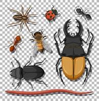 Set of different insects on transparent background vector