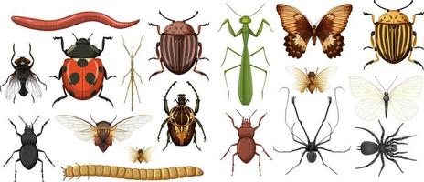 colección de diferentes insectos aislados vector