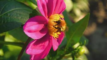 Bumblebee on dahlia flower video