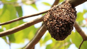 abeilles sur nid d'abeille video