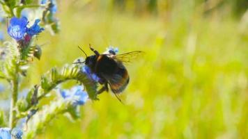 abelha coleta néctar de flores azuis, câmera lenta video