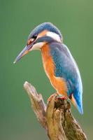 Kingfisher on a branch photo