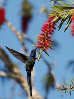 Hummingbird feeding on nectar