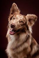 Front view of Australian Shepherd, sitting and panting. photo