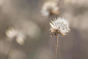 Natural background with grass flower photo