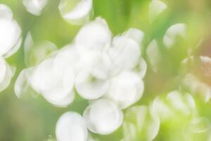 Natural bokeh background photo