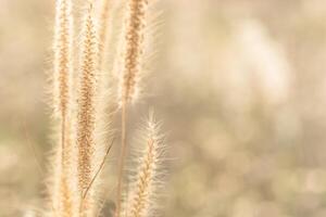 Natural background with grass flowers photo