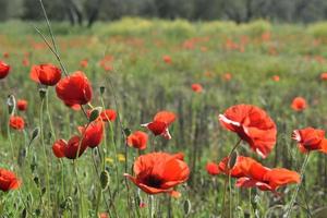 prado de flores rojas durante el día foto