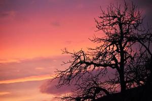 Leafless tree under orange sky photo