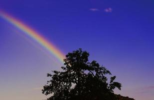 Silhouetted tree under rainbow and blue sky photo