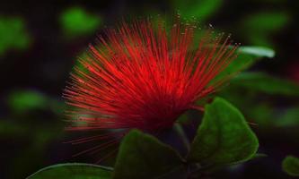 Planta roja y verde en fotografía de cerca. foto