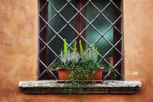 Plantas en macetas en el alféizar de la ventana rústica foto