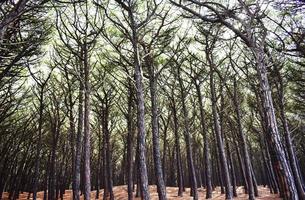 Landscape photo of trees