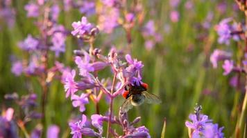 abejorro recoge néctar de flores rosadas, cámara lenta video