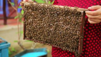 Honigbienenstock mit bloßer Hand halten video