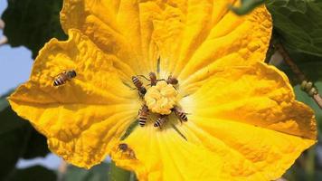 bee in yellow flower video