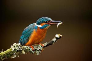 kingfisher photo