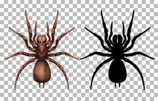 araña y silueta vector