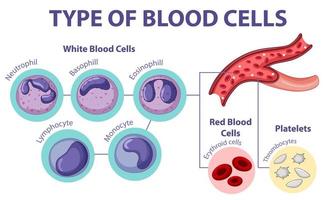 Type of blood cells vector