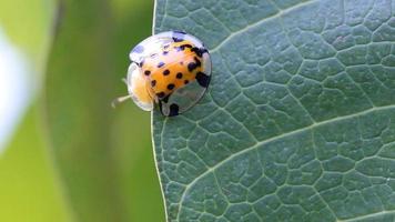 Macro close up ladybug on green leaf, green background.