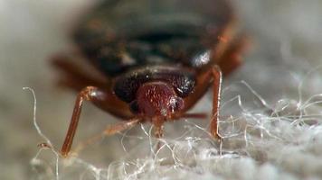 Bedbug bloodsucker sitting cushion insect macro video