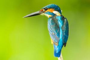 Super close up of  Male Common kingfisher photo