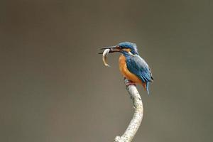 Meal of the kingfisher