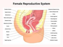 sistema reproductivo femenino vector