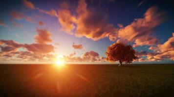 isolierter Baum auf grüner Wiese, Zeitraffer-Sonnenaufgang video