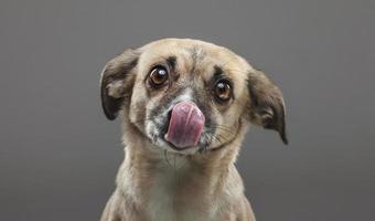 Dog licks nose photo