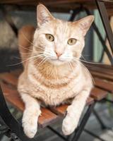 Ginger Tabby Cat on Chair under Table Looking at Camera photo