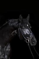 black horse on black background photo
